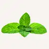 Petchef Dental Menta