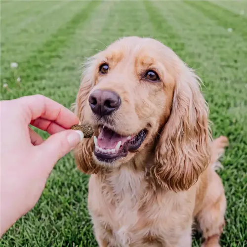 Petchef Dental Vegan Snack 4