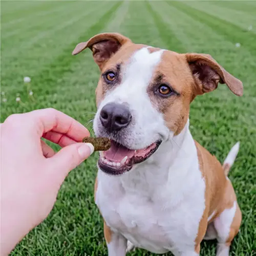 Petchef Immune Vegan Snack 4