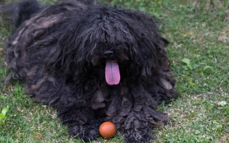 puli