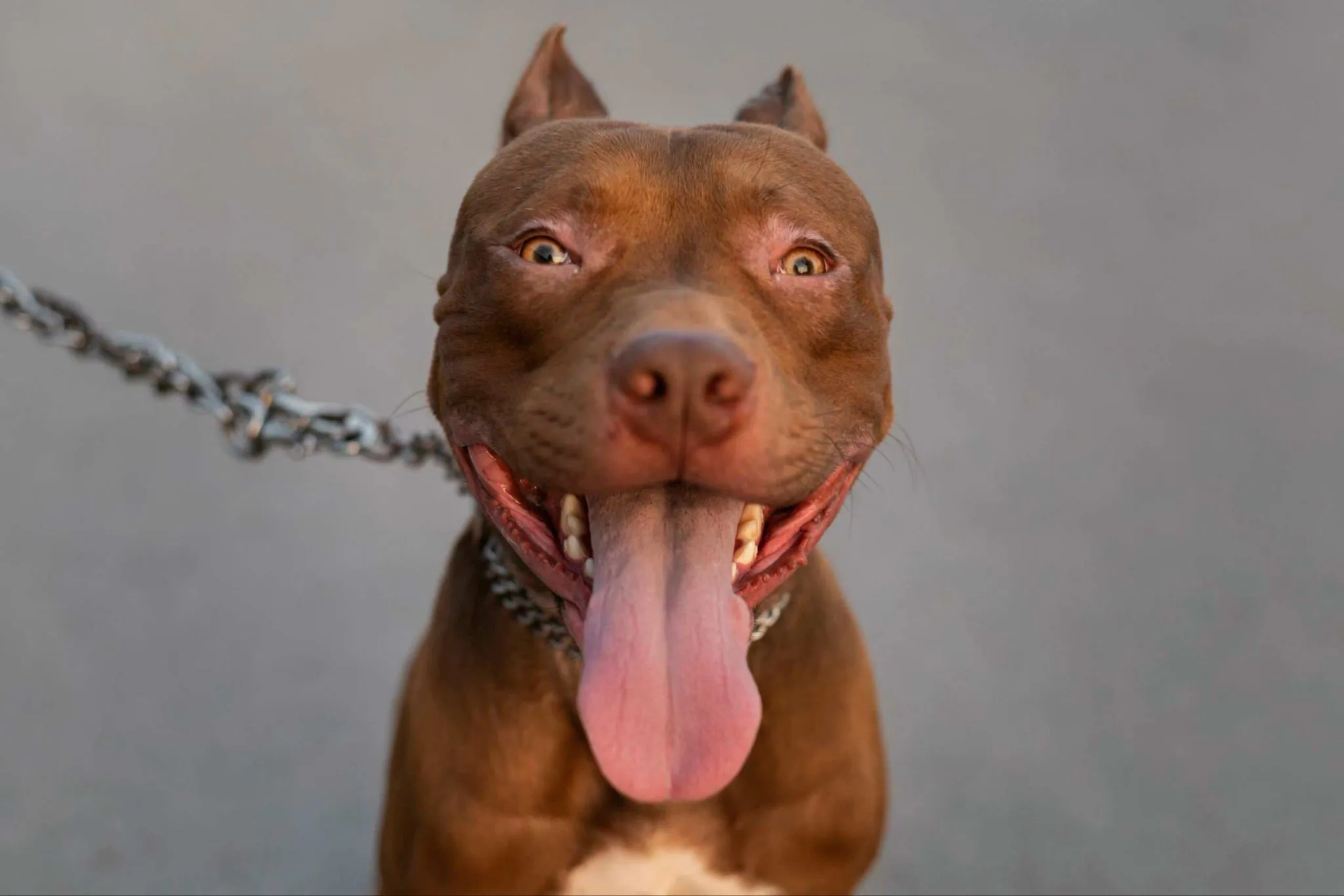 americky-pitbulterier