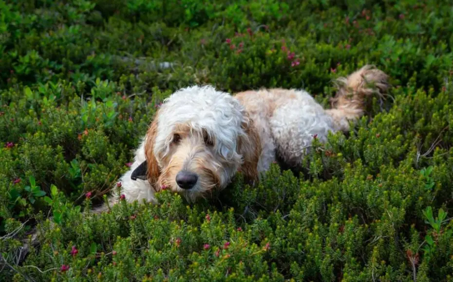 Kép 3 goldendoodle