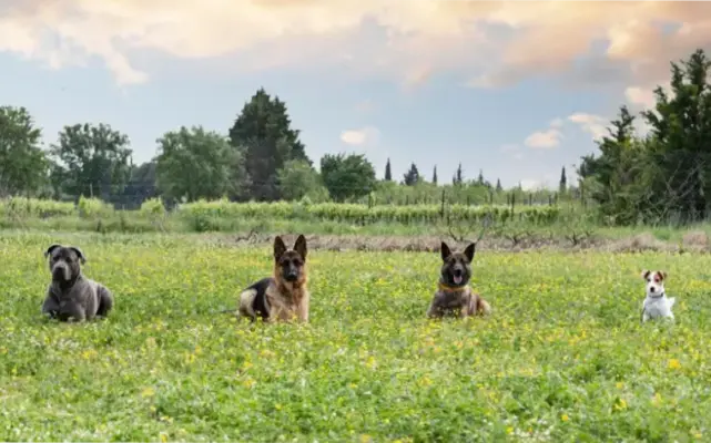 inteligentne-plemena-psov