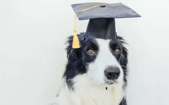 inteligentne-plemena-psov