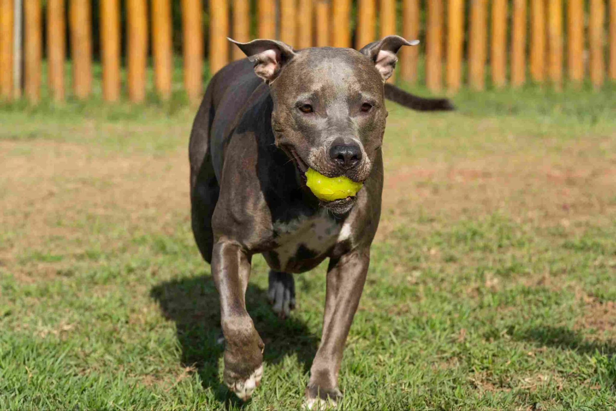 pitbul