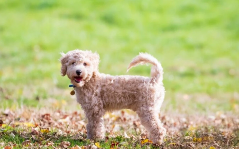 Kép 2 poochon
