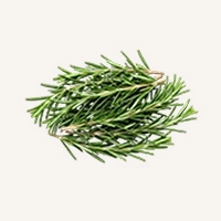 Rosemary