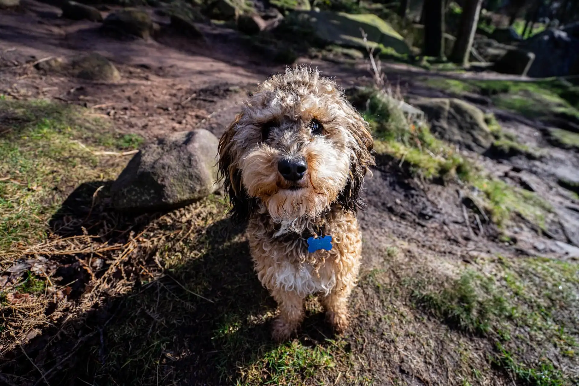 Cockapoo na prechádzke