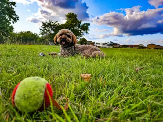 Cockapoo – úvodný obrázok