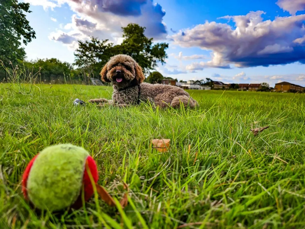 Cockapoo – úvodný obrázok