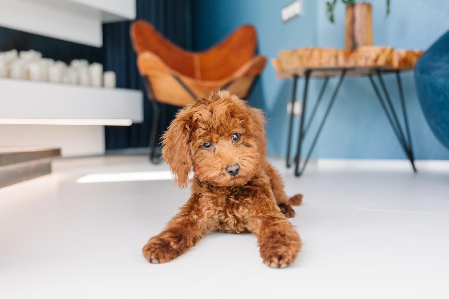 Profil psa cockapoo