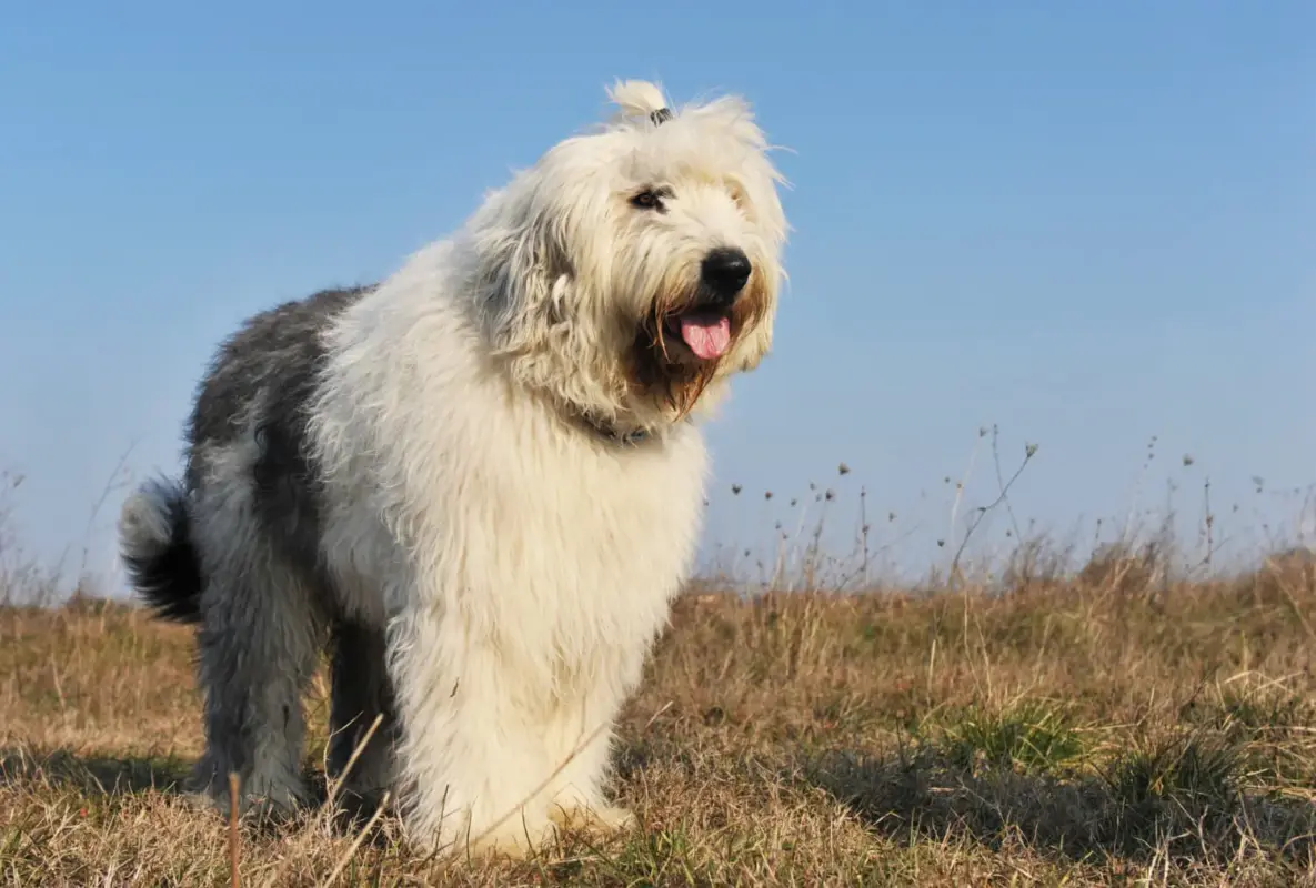 bobtail stojí na lúke pod modrou oblohou