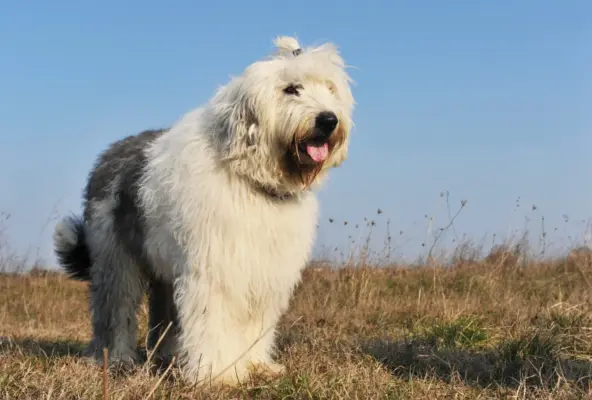 bobtail stojí na lúke pod modrou oblohou