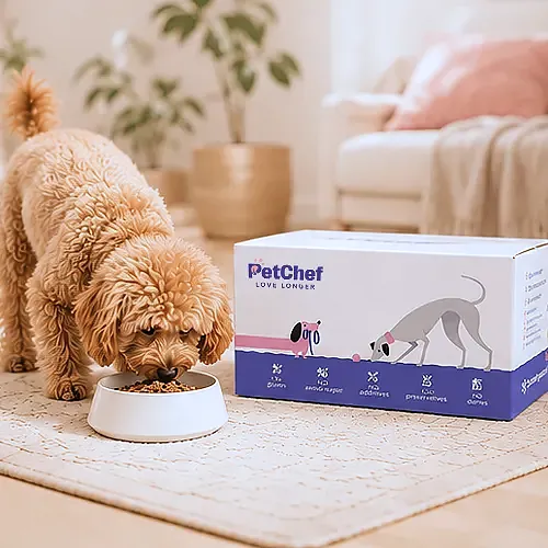 Petchef Kalkulator Benefits 2 1