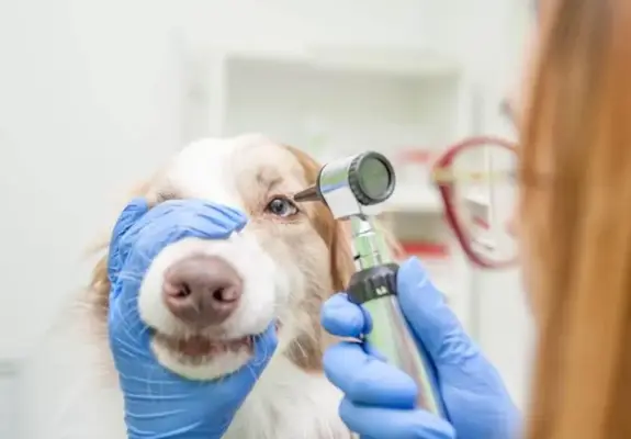 Pri ochorení očí nazývanom keratoconjunctivitis sicca (KCS) sa tvorí príliš málo sĺz.