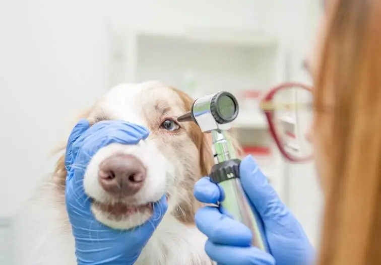 Pri ochorení očí nazývanom keratoconjunctivitis sicca (KCS) sa tvorí príliš málo sĺz.